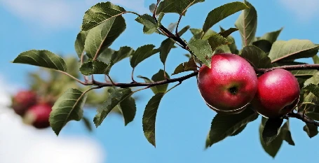 Apfel keiner