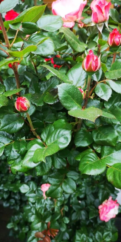 Rose Rose im Garten