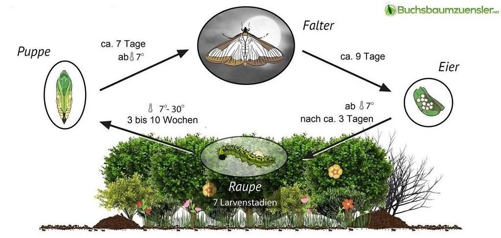 Buchsbaumzünsler keiner