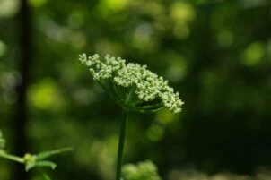 im Garten