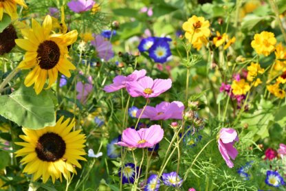 Blume-1 Blume