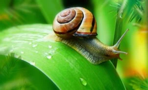 im Garten
