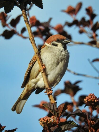 Spatz keiner
